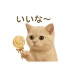 ネコしてます:いつものやつ 2（個別スタンプ：31）