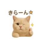 ネコしてます:いつものやつ 2（個別スタンプ：35）