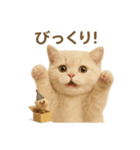 ネコしてます:いつものやつ 2（個別スタンプ：36）