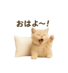 ネコしてます:いつものやつ 3（個別スタンプ：1）