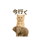 ネコしてます:いつものやつ 3（個別スタンプ：9）
