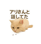 ネコしてます:いつものやつ 3（個別スタンプ：12）