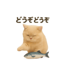 ネコしてます:いつものやつ 3（個別スタンプ：13）
