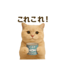 ネコしてます:いつものやつ 3（個別スタンプ：16）