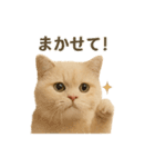 ネコしてます:いつものやつ 3（個別スタンプ：20）
