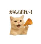 ネコしてます:いつものやつ 3（個別スタンプ：21）