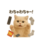 ネコしてます:いつものやつ 3（個別スタンプ：22）