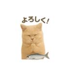 ネコしてます:いつものやつ 3（個別スタンプ：23）