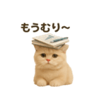 ネコしてます:いつものやつ 3（個別スタンプ：24）