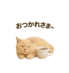 ネコしてます:いつものやつ 3（個別スタンプ：29）