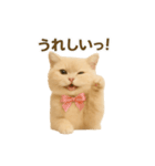 ネコしてます:いつものやつ 3（個別スタンプ：31）
