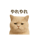 ネコしてます:いつものやつ 3（個別スタンプ：35）