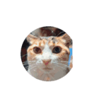 猫 日常使える（個別スタンプ：1）