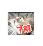 猫 日常使える（個別スタンプ：3）