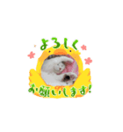 猫 日常使える（個別スタンプ：5）