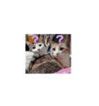 猫 日常使える（個別スタンプ：8）