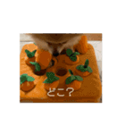 今日も元気なもこちゃん（個別スタンプ：3）
