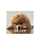 今日も元気なもこちゃん（個別スタンプ：5）