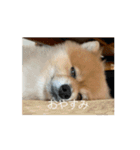 今日も元気なもこちゃん（個別スタンプ：9）