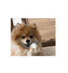 今日も元気なもこちゃん（個別スタンプ：10）