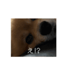 今日も元気なもこちゃん（個別スタンプ：11）