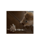 今日も元気なもこちゃん（個別スタンプ：12）