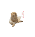 ウチのたろう君（個別スタンプ：6）
