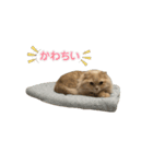 ウチのたろう君（個別スタンプ：7）