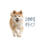 実写断らない柴犬【面白い・連絡】（個別スタンプ：1）
