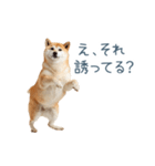 実写断らない柴犬【面白い・連絡】（個別スタンプ：2）