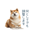 実写断らない柴犬【面白い・連絡】（個別スタンプ：3）