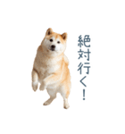 実写断らない柴犬【面白い・連絡】（個別スタンプ：4）
