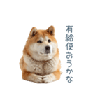 実写断らない柴犬【面白い・連絡】（個別スタンプ：6）
