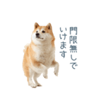 実写断らない柴犬【面白い・連絡】（個別スタンプ：7）