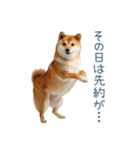 実写断らない柴犬【面白い・連絡】（個別スタンプ：9）