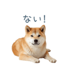 実写断らない柴犬【面白い・連絡】（個別スタンプ：10）