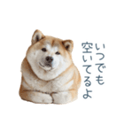実写断らない柴犬【面白い・連絡】（個別スタンプ：11）