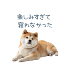 実写断らない柴犬【面白い・連絡】（個別スタンプ：12）