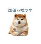 実写断らない柴犬【面白い・連絡】（個別スタンプ：13）
