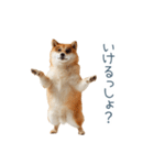 実写断らない柴犬【面白い・連絡】（個別スタンプ：14）