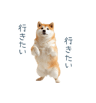 実写断らない柴犬【面白い・連絡】（個別スタンプ：15）