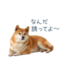 実写断らない柴犬【面白い・連絡】（個別スタンプ：16）