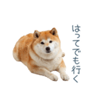 実写断らない柴犬【面白い・連絡】（個別スタンプ：17）