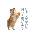 実写断らない柴犬【面白い・連絡】（個別スタンプ：18）
