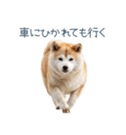 実写断らない柴犬【面白い・連絡】（個別スタンプ：19）