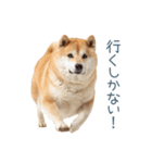 実写断らない柴犬【面白い・連絡】（個別スタンプ：20）