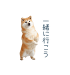 実写断らない柴犬【面白い・連絡】（個別スタンプ：21）