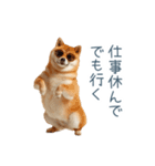 実写断らない柴犬【面白い・連絡】（個別スタンプ：22）