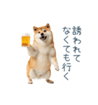 実写断らない柴犬【面白い・連絡】（個別スタンプ：23）