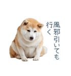実写断らない柴犬【面白い・連絡】（個別スタンプ：24）